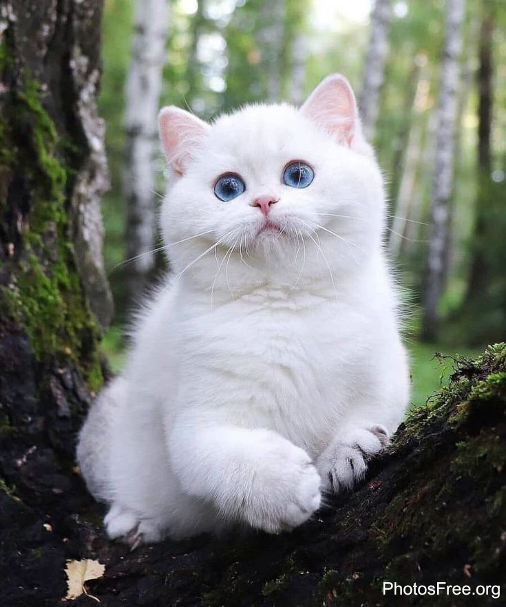 cute cat wallpaper